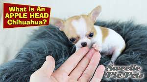 Maybe you would like to learn more about one of these? Apple Head Chihuahua Vs Deer Head What S The Difference Sweetie Pie Pets By Kelly Swift Youtube