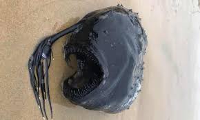 Angler fish size to human. Fangs And Tentacles Rarely Seen Deep Sea Fish Washes Up On California Beach California The Guardian
