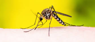 Het westnijlvirus ofwel west nile virus (wnv) wordt overgedragen door muggensoorten die in groten getale in de warmere klimaatgebieden kunnen voorkomen, maar ook in de. Winter Stekende Mug Dit Jaar Zeer Actief Max Vandaag