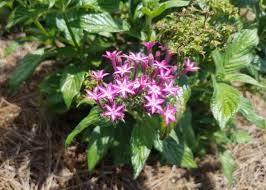 Image result for Pentas schumanniana