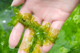 Manati İçin Deniz Marulu