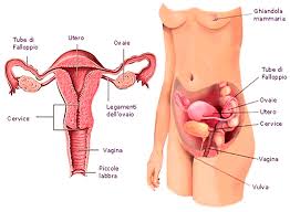 Fai l'autotest online gratuito della fondazione italiana endometriosi. Endometriosi Cause Sintomi E Menopausa Medicina Online