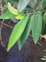 Image result for Syzygium komatiense