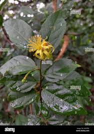 Image result for Grewia trichocarpa