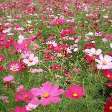 At versailles plants, we make choosing the right plants (and their personalities) for your home easy—connecting versailles plants— we're two young guys in berlin with a thing for houseplants. Cosmos Versailles Mix View All Flowers Australian Seed