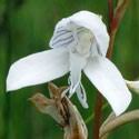 Image result for Disa ochrostachya