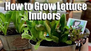When growing lettuce indoors, in a warm, dry house, they may need watered every couple days. How To Grow Lettuce Indoors Bring Your Garden Inside Youtube