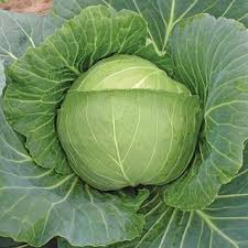 A frost occurs when air temperatures dip to 32 degrees fahrenheit or lower at ground level. Brunswick Sauerkraut Cabbage Seeds Aimers International 2750 Osc Seeds