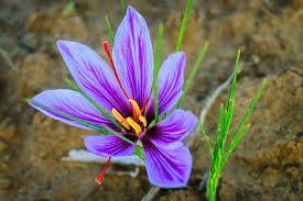 Maybe you would like to learn more about one of these? Crocus Flower Meaning And Symbolism A To Z Flowers