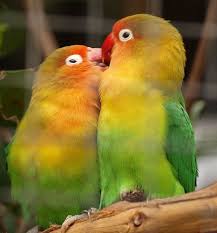 Garden Birds Of South Africa Pictures And Names Lovebirds By Name Fischer S Lovebird By Nature Birds For Sale Love Birds Birds
