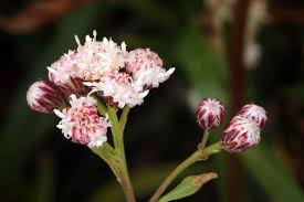 Image result for Maerua salicifolia