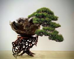Kokufu Bonsai Pinus Thunbergii Kazematsu Bonsai Bonsai Herbs