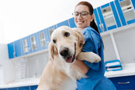 Veterinary assistants care for animals under the supervision of a veterinarian or veterinary technician. Veterinary Assistant Job Description Veterinary Assistant Technician Salary College Learners Veterinary Assistant Job Summary 1 Tourist Attaction