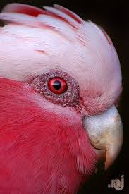 Galah Bird Exoticbirds