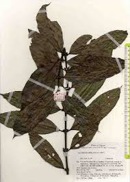 Image result for Lasianthus kilimandscharicus