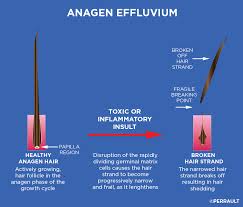 And the resting phase, telogen.1 the cells of anagen hairs have a high mitotic rate and are among the most rapidly replicating cells in humans. Alopecia Areata Gl Perrault Md Hair Loss And Hair Restoration