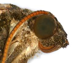 Image result for Eupithecia icterata