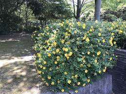 L'iperico fa parte della famiglia delle clusiaceae, genere hypericum. Differenze Tra Hypericum Hidcote E Calycinum