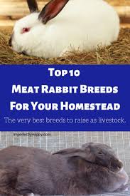 Top 10 Meat Rabbits The Imperfectly Happy Home Meat Rabbits Breeds Meat Rabbits Rabbit Breeds