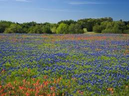 Indian paintbrush was designated the state flower of wyoming in 1917; Blue Bonnets And Indian Paintbrush With Oak Trees In Distance Near Independence Texas Usa Photographic Print Darrell Gulin Allposters Com