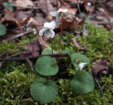 Common and easy to grow types. Viola Blanda Wikipedia