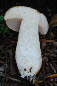 Image result for Xanthoconium sp.