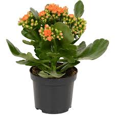 Image result for Kalanchoe rosalina