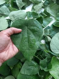 Image result for Wajira grahamiana