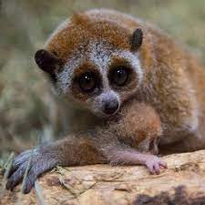 Pygmy Slow Loris At The Columbus Zoo In Ohio These Little Lorises Are Not Monkeys But Belong To A Group Of Primates Slow Loris Columbus Zoo Cute Baby Animals
