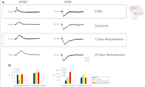 Ipsp were first investigated in motorneurons by david p. Excitatory And Inhibitory Postsynaptic Potentials Epsp And Ipsp Download Scientific Diagram