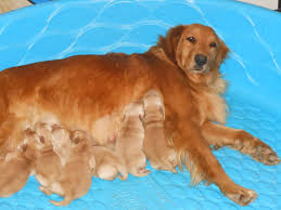 They will make good family companions and be a loving supportive part of your family. Home Famn Damily Farm Dog Breeding Golden Retrievers Trumansburg