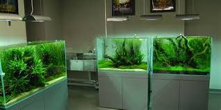 Ini caranya menyiapkan akuarium ikan idaman untuk pemula. Selang Gas Selang Gas Desain Akuarium Aquarium