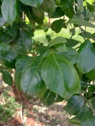 Image result for Acokanthera schimperi