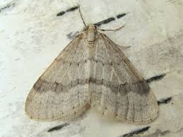 Image result for Operophtera fagata