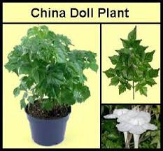 Learn exactly how to grow and care for radermachera sinica here. China Doll Plants Rarely Bloom Indoors Earthdragon S Endangered Species China Doll Plant Plants China Dolls