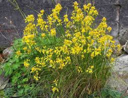 Image result for Satyrium flavum