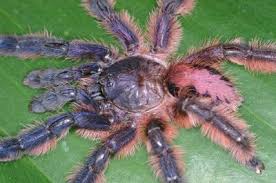 Arguably the most colourful, beautiful and desirable tarantula species amongst arthropod hobbyist the typhochlaena seladonia #typhochlaenaseladonia also known as the brazilian jewel tarantula. 9 Colorful And Endangered Tree Dwelling Tarantulas Discovered In Brazil