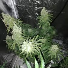 Formerly known as gorilla glue 4. Gorilla Glue 4 Grow Journal Week14 By Sirsmith Growdiaries