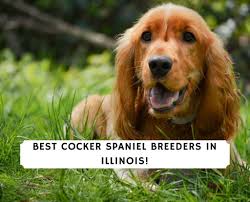 Maybe you would like to learn more about one of these? 5 Best Cocker Spaniel Breeders In Illinois 2021 We Love Doodles