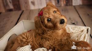 The goldendoodle is a designer dog, a hybrid dog breed resulting from breeding a poodle with a golden retriever.; Bernedoodle Goldendoodle And Sheepadoodle Puppies In Virginia And Washington Dc By Deb S Doodles