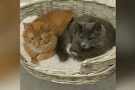 It involves a lack of development of the cerebellum in the cat's brain, which is responsible for motor skills. Cerebellar Hypoplasia In Cats Causes These Felines To Wobble