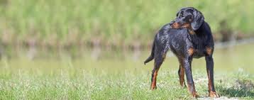 Image result for slovenský kopov