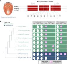 Image result for Buchnera attenuata