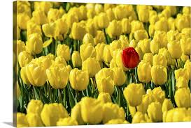 Hand drawn tulips at different stages of growth, bud and blossomed flower, cute doodling flowers sketch, vector illustration. A Single Red Tulip Flower In A Field Of Yellow Tulips Netherlands Wall Art Canvas Prints Framed Prints Wall Peels Great Big Canvas