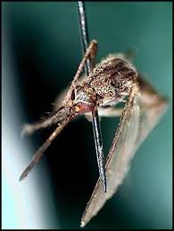 Image result for Ochthocharis