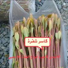 الكاثينون موجود كأمفيتامين يحدث بشكل طبيعي مشتق من نبات القات. Ø£Ù„Ø§Ø³Ø¯ÙŠ Ù„Ø§Ø¬ÙˆØ¯ Ø§Ù†ÙˆØ§Ø¹ Ø£Ù„Ø§Ø³Ø¯ÙŠ Ù„Ø§Ø¬ÙˆØ¯ Ø§Ù†ÙˆØ§Ø¹ Ø§Ù„Ù‚Ø§Øª Ø§Ù„Ø§Ø±Ø­Ø¨ÙŠ