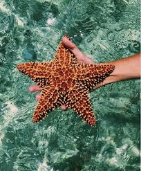 Sea Star Animals Photo Summer Aesthetic