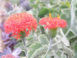 Image result for Kleinia abyssinica