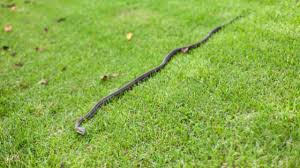 Cutting a snake's head off in dreams means you really want to eliminate the things you don't like about yourself. Tips On What To Do If You Have A Snake Problem In Your Yard