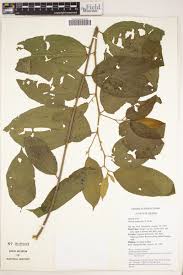 Image result for Grewia pubescens